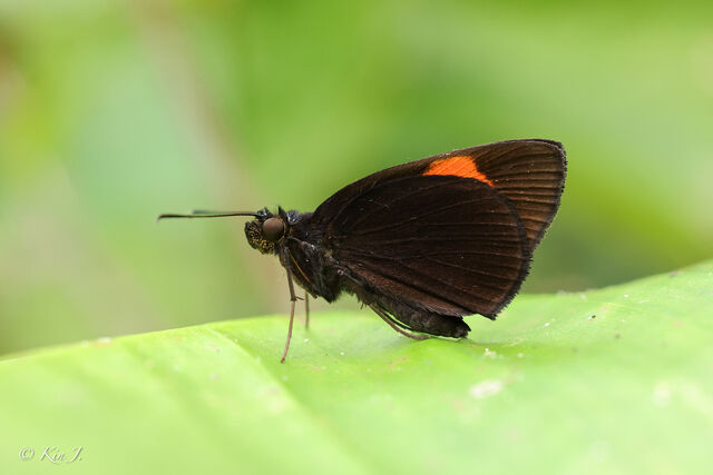 Koruthaialos sindu sindu