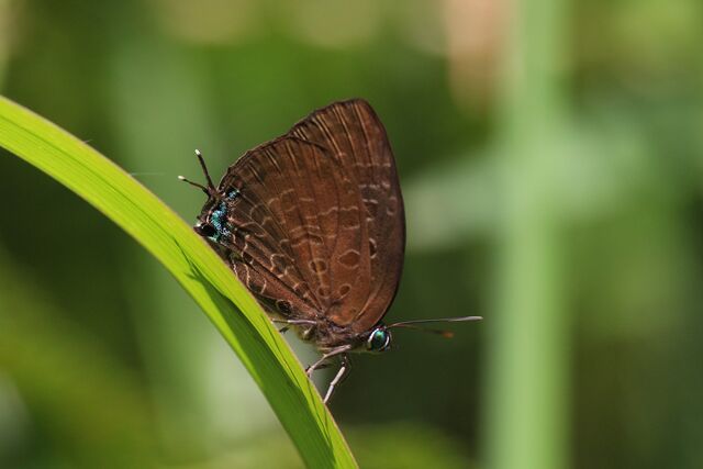 Arhopala horsfieldi basiviridis