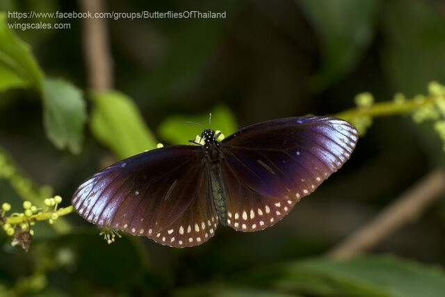 Euploea core godartii