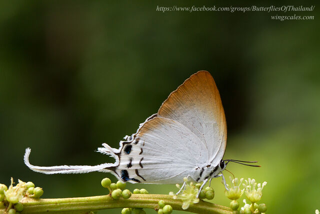 Jacoona anasuja nigerrima
