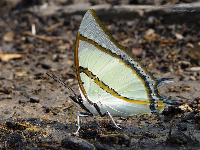 Polyura dolon grandis