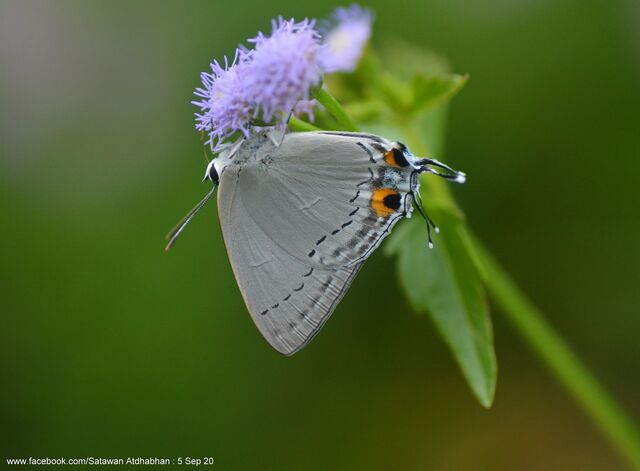 Tajuria cippus cippus