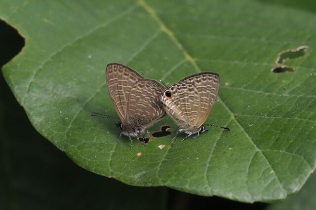 Nacaduba beroe gythion