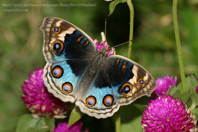 Junonia orithya ocyale