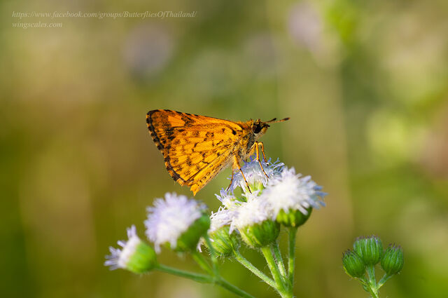 Ampittia dioscorides camertes
