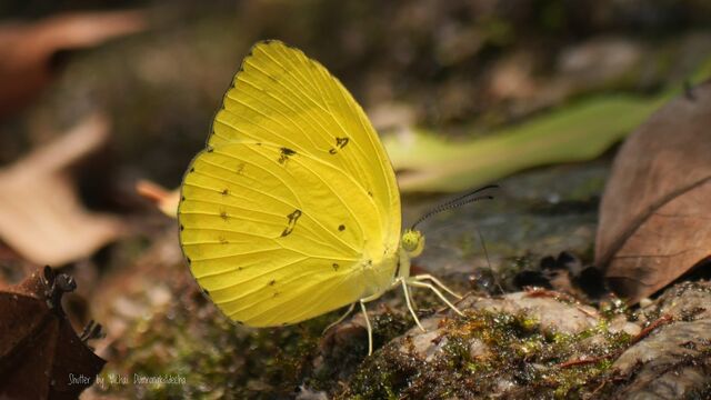 Eurema nicevillei nicevillei