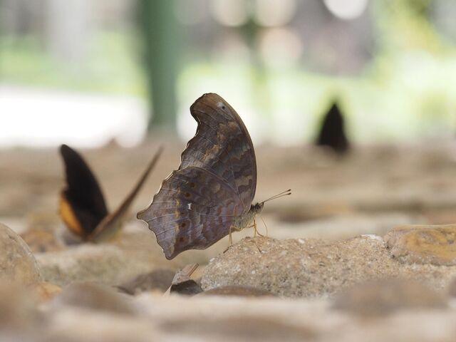 Terinos clarissa militum