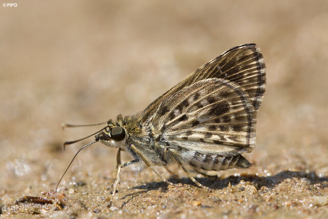 Halpemorpha albipectus