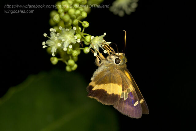 Hasora schoenherr gaspa