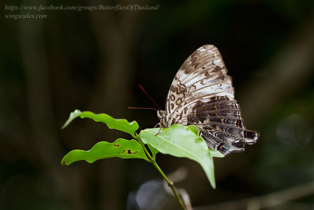 Prothoe franck vilma