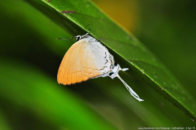 Ticherra acte liviana