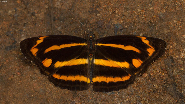 Neptis ananta learmondi