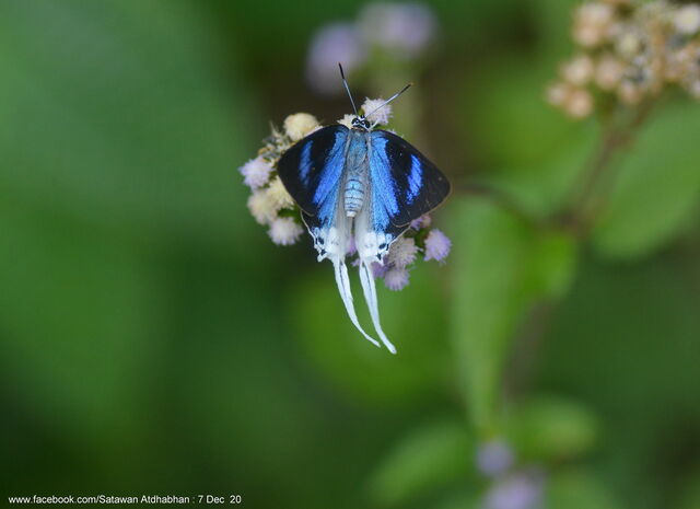 Jacoona anasuja anasuja