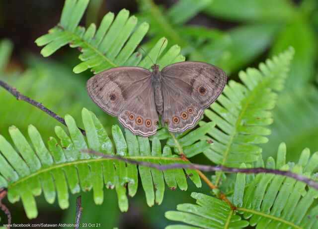 Mycalesis fusca fusca