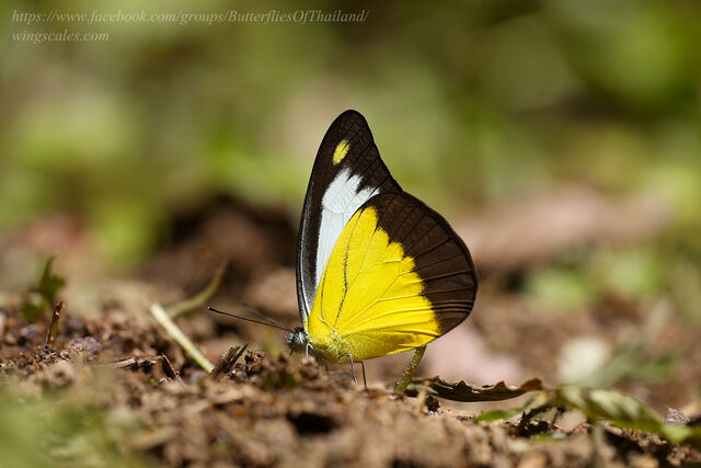 Appias lyncida vasava