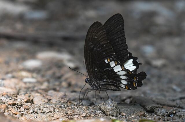 Papilio prexaspes pitmani