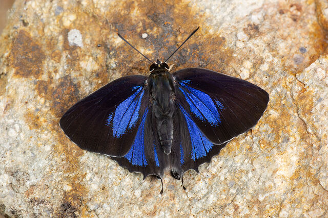 Iraota timoleon timoleon