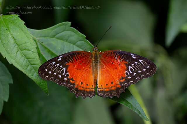 Cethosia biblis biblis
