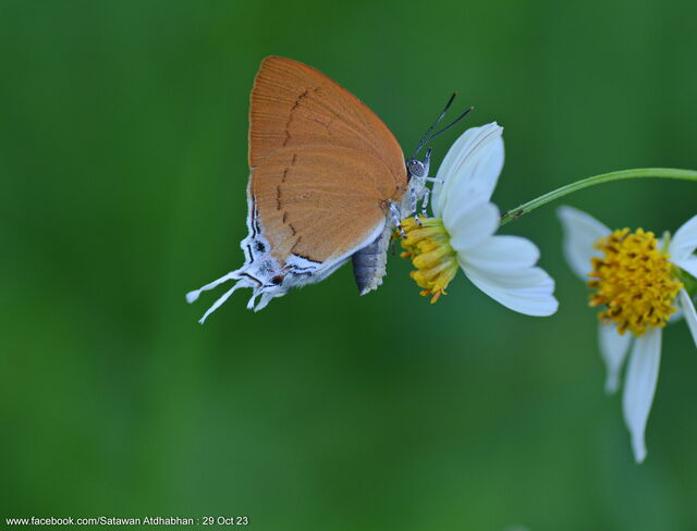 Thamala marciana marciana