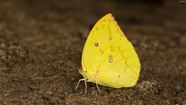 Catopsilia pomona pomona