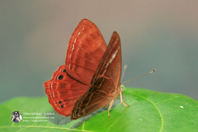 Abisara bifasciata angulata