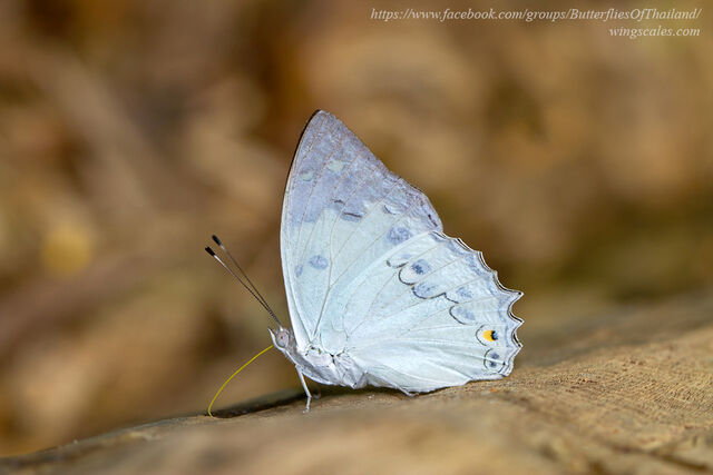 Helcyra hemina hemina