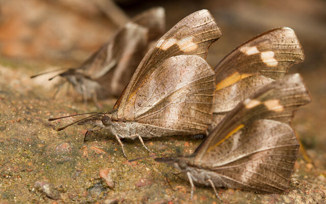 Libythea myrrha sanguinalis