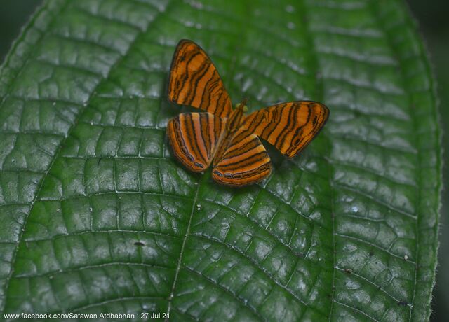 Chersonesia peraka peraka