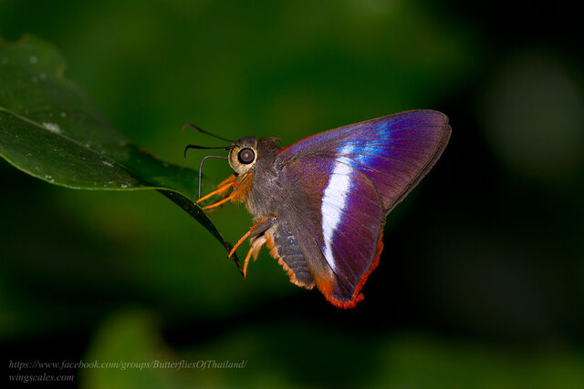 Bibasis sena (transition zone of sena and uniformis)