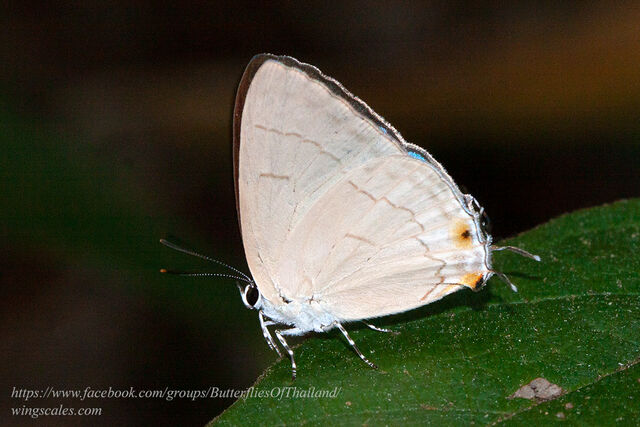 Tajuria berenis larutensis