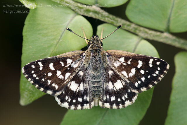 Spialia galba chenga