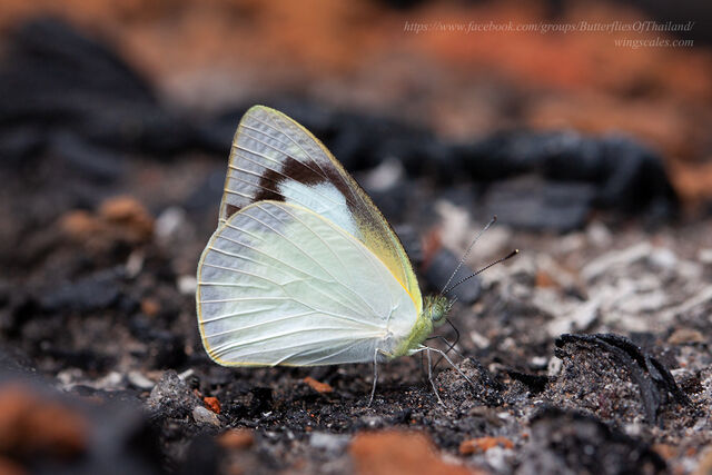 Appias albina darada