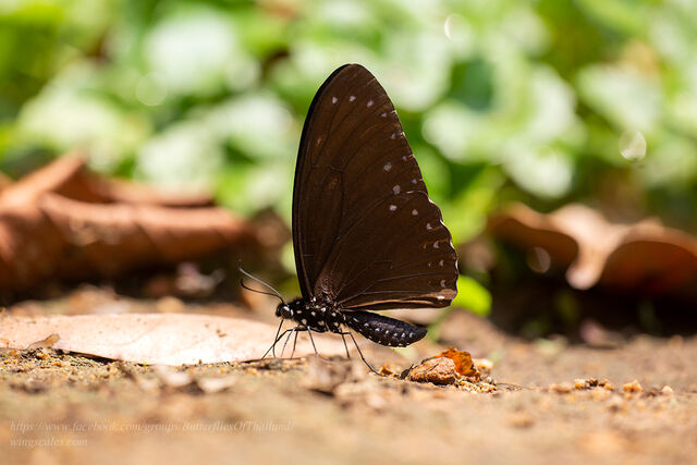 Papilio paradoxa telearchus