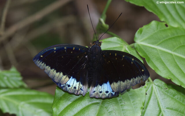 Lexias dirtea merguia