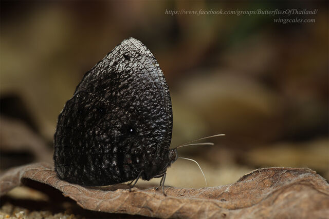 Elymnias esaca andersonii