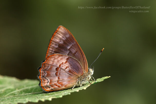 Simiskina phalia potina