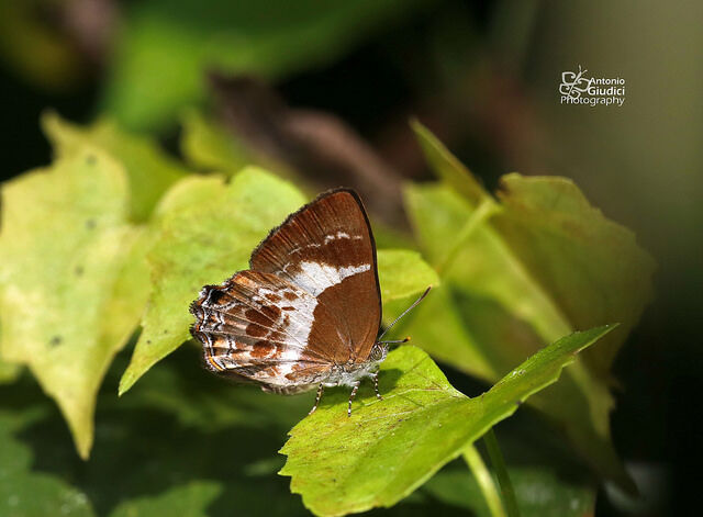 Simiskina phalena phalena