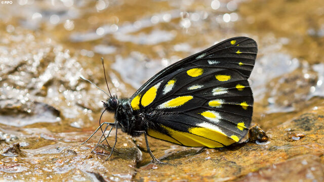 Delias berinda yadanula