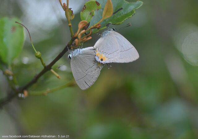 Tajuria isaeus verna