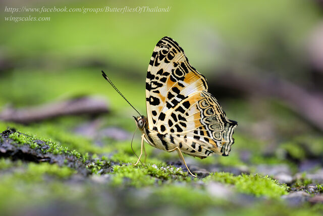 Symbrenthia hypselis cotanda