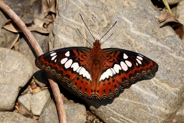 Moduza procris procris