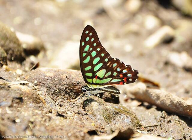 Graphium arycles rama
