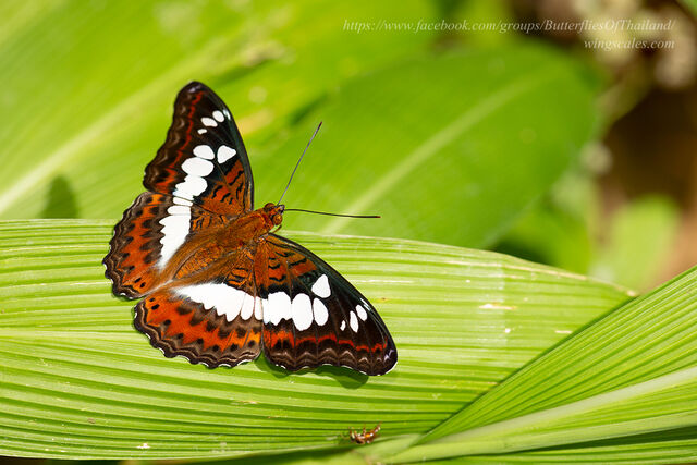 Moduza procris procris