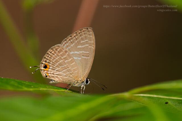 Jamides alecto alocina