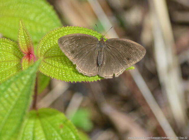 Mycalesis janardana sagittigera