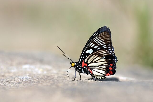 Euripus consimilis eurinus