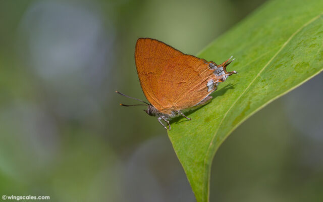 Thamala marciana marciana