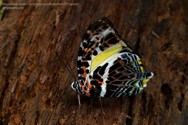 Agatasa calydonia belisama