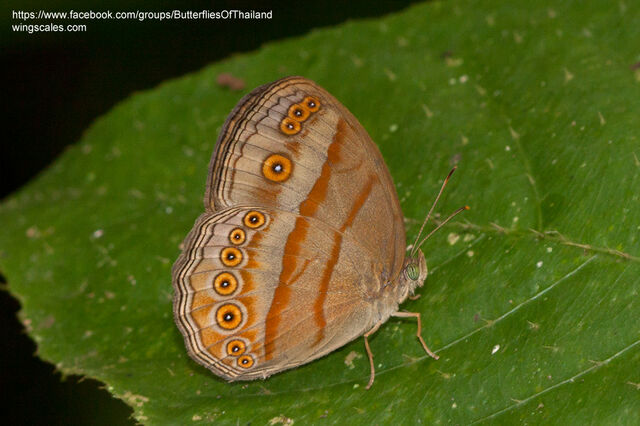 Mycalesis fusca fusca
