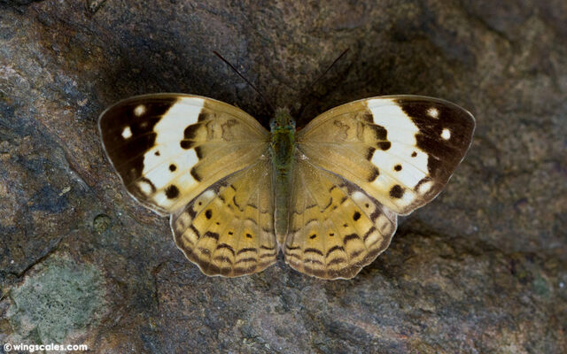 Cupha erymanthis erymanthis